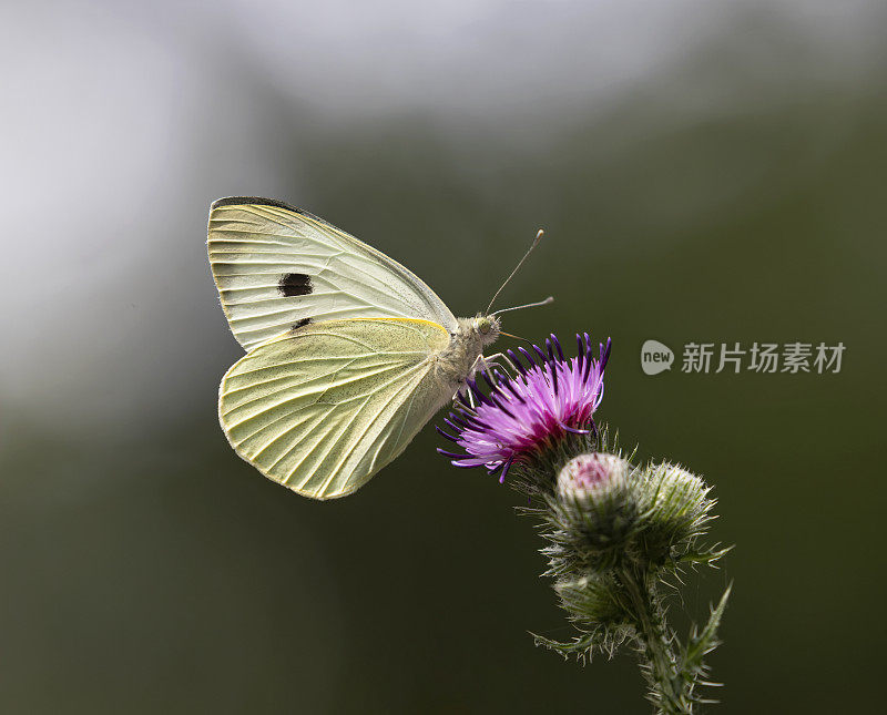 白蝴蝶(Pieris brassicae)